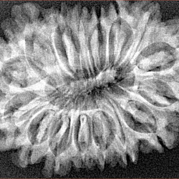 16 Mukhi Rudraksha 33.2mm 5.29gm - Xray