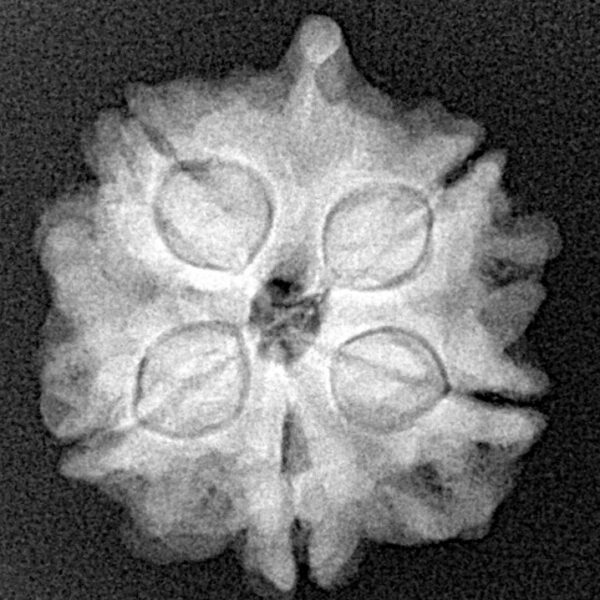 5 Mukhi Ganesh 22.4mm 3.83gm - Xray