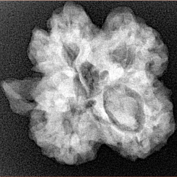 ( U/D ) Ganesh 25.7mm 2.85gm - Xray