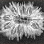 15 Mukhi Rudraksha 28.8mm 3.92gm - Xray