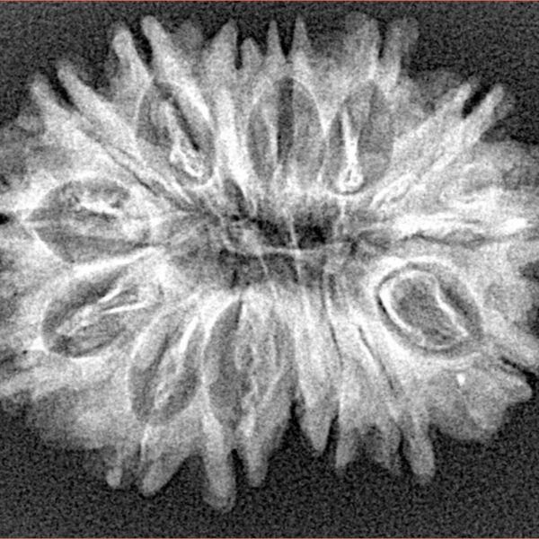 15 Mukhi Rudraksha 28.8mm 3.92gm - Xray