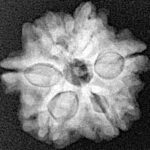 5 Mukhi Ganesh 19.3mm 3gm - Xray