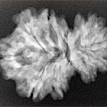11 Mukhi Garbhgauri 28.2mm 4gm - Xray