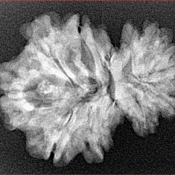 11 Mukhi Garbhgauri 28.2mm 4gm - Xray