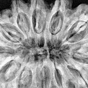 12 Mukhi Rudraksha 39.7mm 10.28gm - Xray