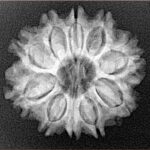 10 Mukhi Rudraksha 24.3mm 3.62gm - Xray