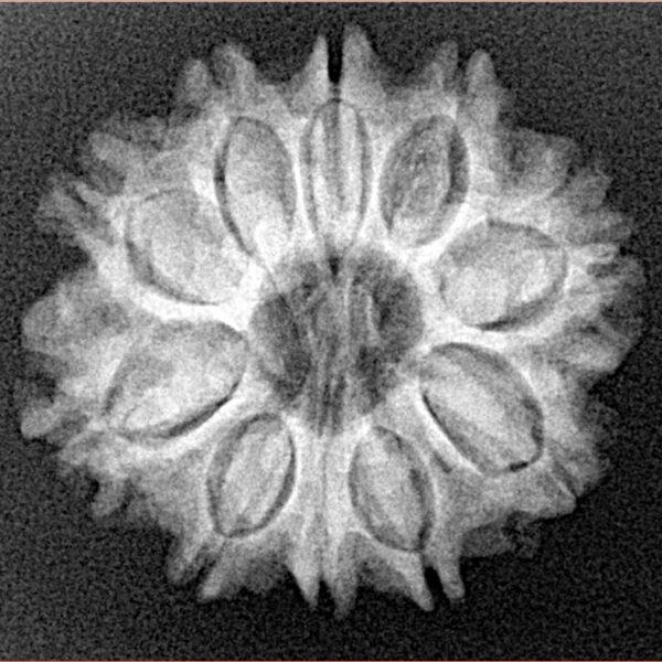 10 Mukhi Rudraksha 24.3mm 3.62gm - Xray