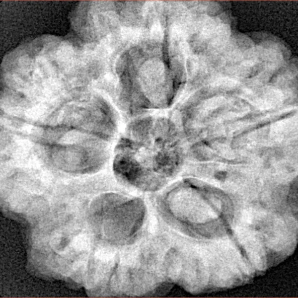 5 Mukhi Rudraksha 29.6mm 8.68gm - Xray