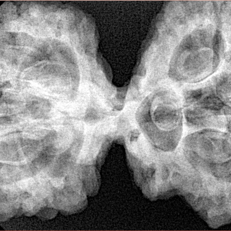 9 Mukhi Mini Trijuti 42.7mm 9.93gm - Xray
