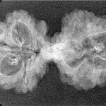 8 Mukhi Mini Trijuti 34.1mm 2.28gm - Xray
