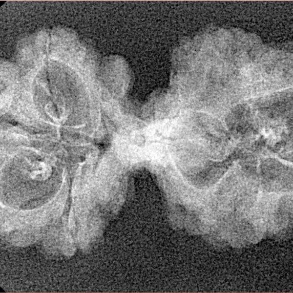 8 Mukhi Mini Trijuti 34.1mm 2.28gm - Xray