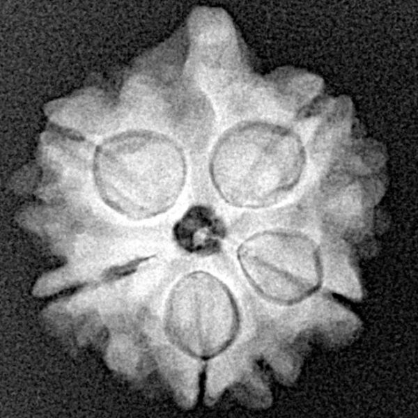 5 Mukhi Ganesh 20.3mm 3gm - Xray