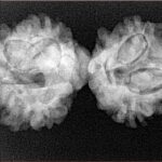 10 Mukhi Mini Trijuti 32.8mm 4.55gm - Xray