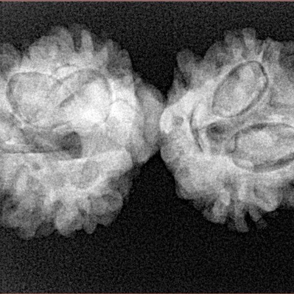 10 Mukhi Mini Trijuti 32.8mm 4.55gm - Xray