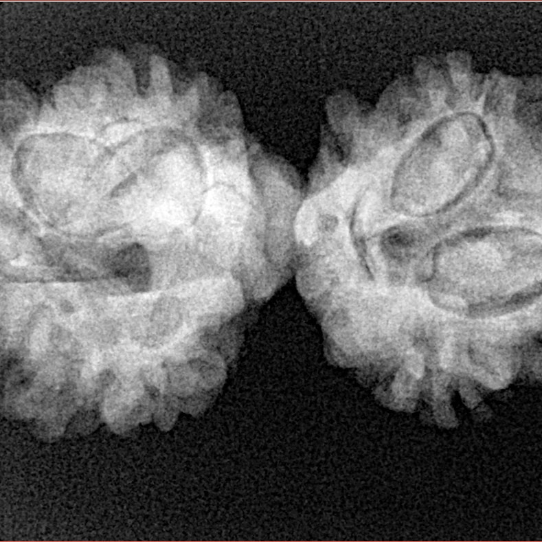 10 Mukhi Mini Trijuti 32.8mm 4.55gm - Xray