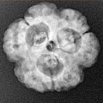 3 Mukhi Rudraksha 21.1mm 3.6gm - Xray