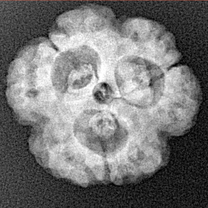 3 Mukhi Rudraksha 21.1mm 3.6gm - Xray
