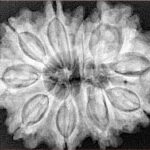 11 Mukhi Rudraksha 32.4mm 7.25gm - Xray