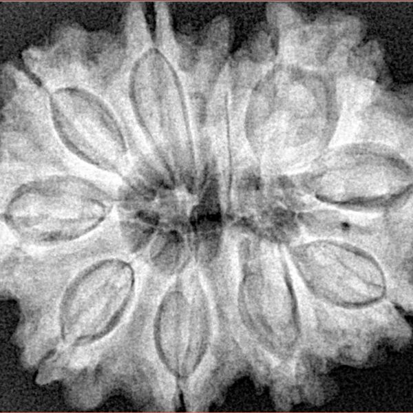 11 Mukhi Rudraksha 32.4mm 7.25gm - Xray