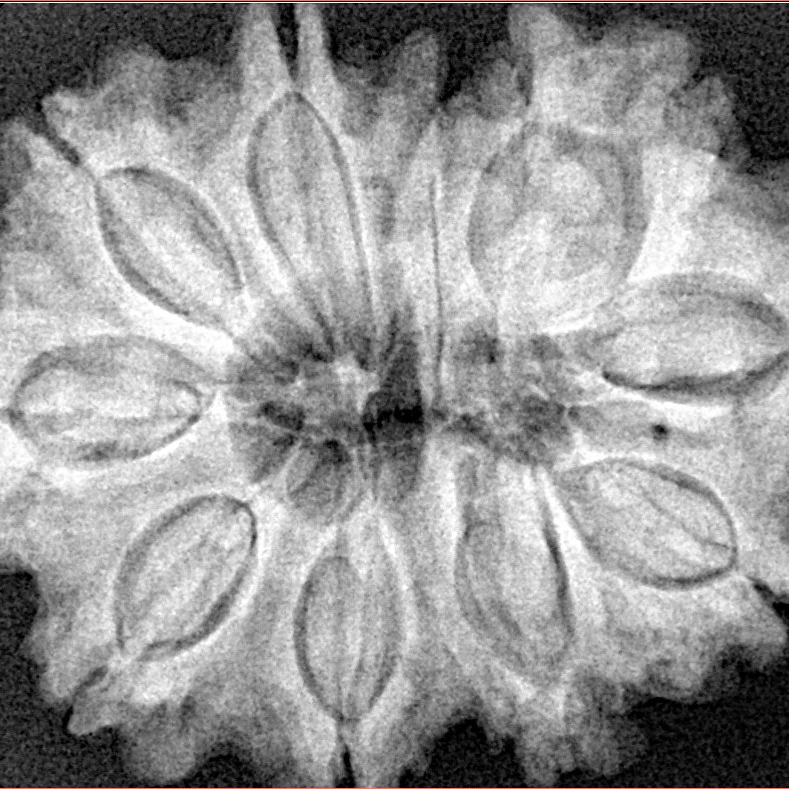 11 Mukhi Rudraksha 32.4mm 7.25gm - Xray
