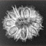 14 Mukhi Rudraksha 24.1mm 2.7gm - Xray