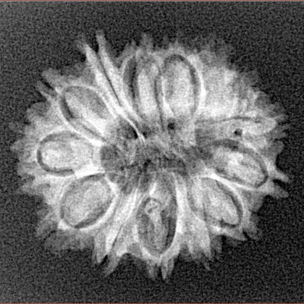 14 Mukhi Rudraksha 24.1mm 2.7gm - Xray