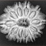 11 Mukhi Rudraksha 26.9mm 4.6gm - Xray