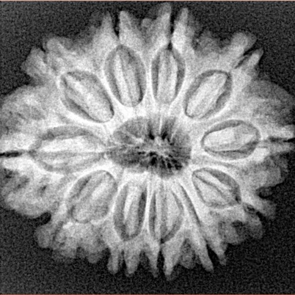 11 Mukhi Rudraksha 26.9mm 4.6gm - Xray