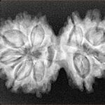 10 Mk Gaurishankar 32mm 5.15gm - Xray