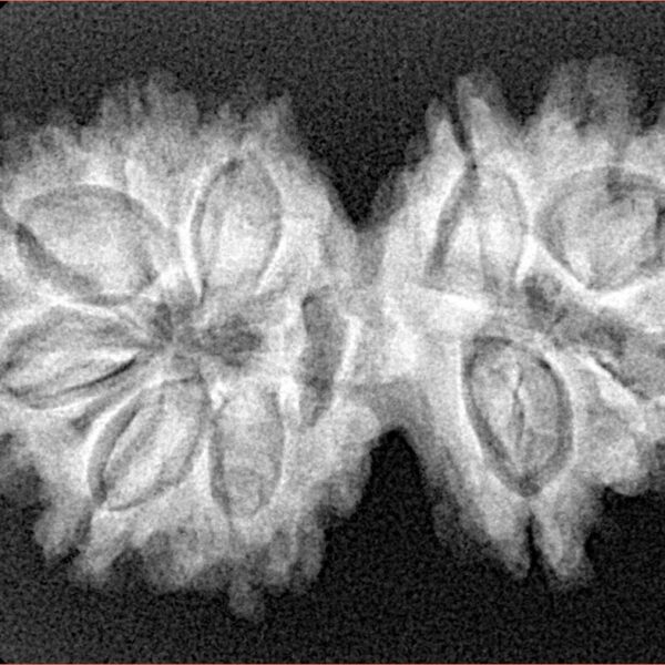 10 Mk Gaurishankar 32mm 5.15gm - Xray