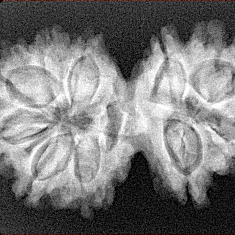 10 Mk Gaurishankar 32mm 5.15gm - Xray