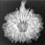 9 Mukhi Ganesh 23.1mm 3.91gm - Xray