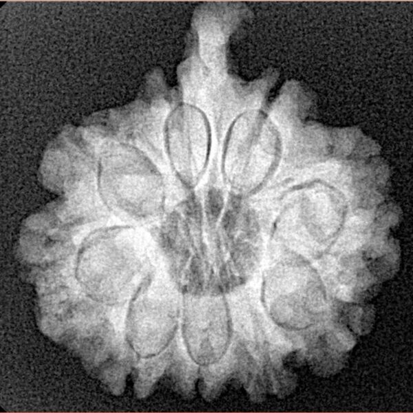 9 Mukhi Ganesh 23.1mm 3.91gm - Xray