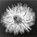 10 Mukhi Rudraksha 24.8mm 4gm - Origin: Nepal - Xray