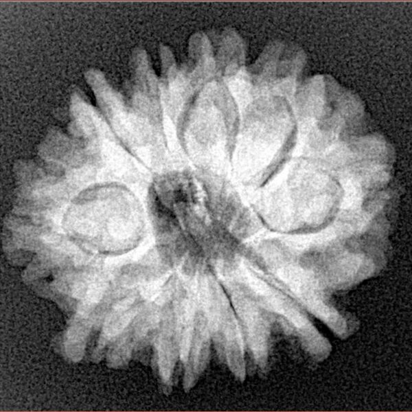 10 Mukhi Rudraksha 24.8mm 4gm - Origin: Nepal - Xray