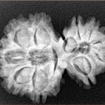 11 Mukhi Garbhgauri 29.7mm 4.75gm - Xray
