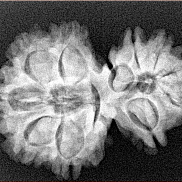 11 Mukhi Garbhgauri 29.7mm 4.75gm - Xray