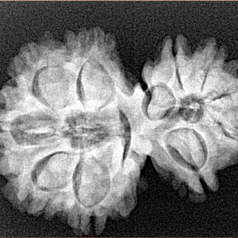 11 Mukhi Garbhgauri 29.7mm 4.75gm - Xray