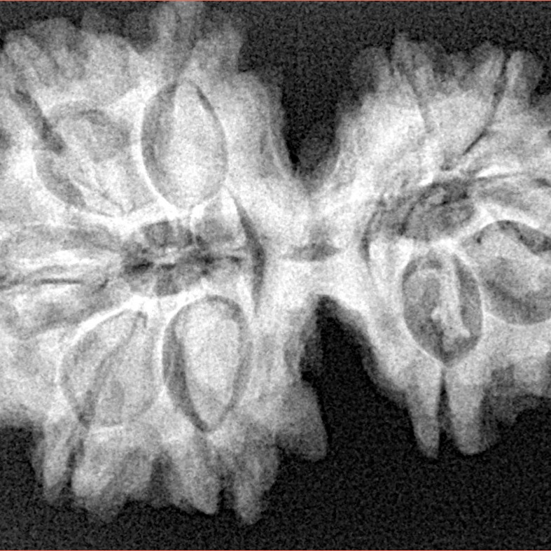10 Mk Gaurishankar 34.4mm 6.67gm - Xray