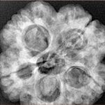 5 Mukhi Rudraksha 29mm 8.16gm - Xray
