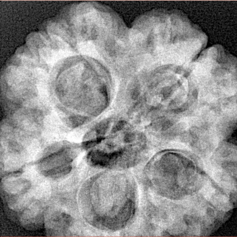 5 Mukhi Rudraksha 29mm 8.16gm - Xray