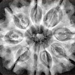 9 Mukhi Rudraksha 32.1mm 6.64gm - Xray
