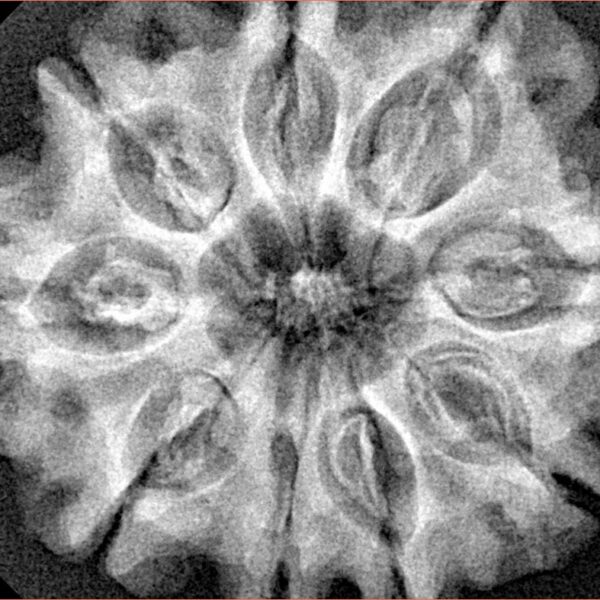 9 Mukhi Rudraksha 32.1mm 6.64gm - Xray