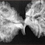 9 Mukhi Mini Trijuti 42.7mm 7.94gm - Xray
