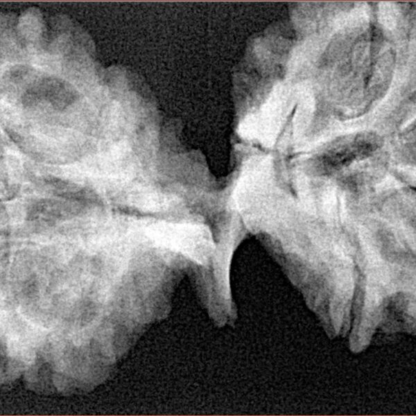 9 Mukhi Mini Trijuti 42.7mm 7.94gm - Xray