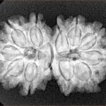 11 MK Gaurishankar 30mm 5gm - Xray