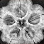 5 Mukhi Rudraksha 30mm 8.99gm - Xray