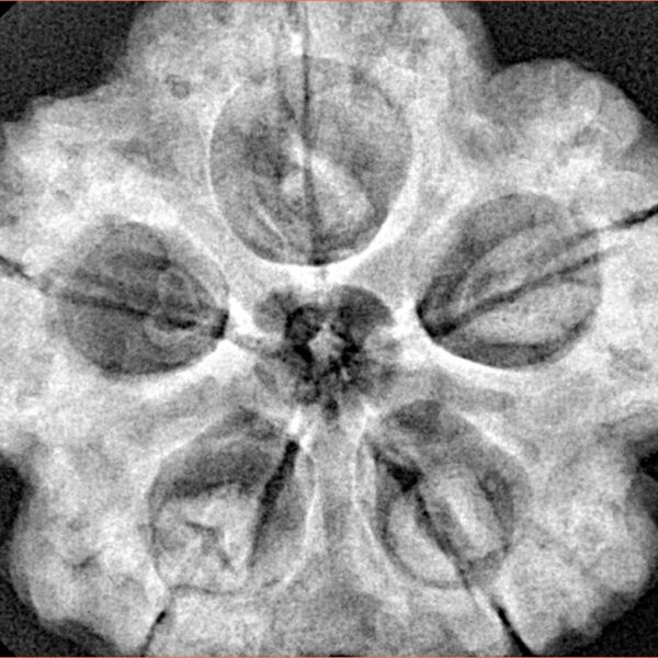 5 Mukhi Rudraksha 30mm 8.99gm - Xray