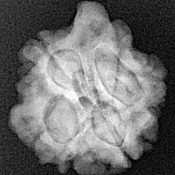 5 Mukhi Ganesh 21.3mm 3.19gm - Xray