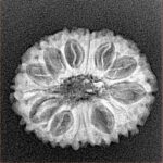 14 Mukhi Rudraksha 22.3mm 2.25gm - Xray